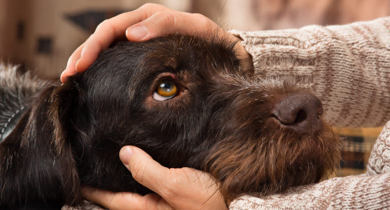 Hund blir klappad