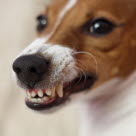 Rotspetsbölder är mycket smärtsamma för hundar.