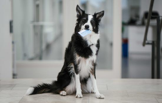 Hund med Agriakortet i munnen på en ansluten klinik.