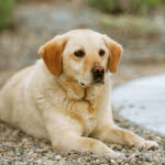 Överviktig hund.