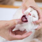 Katt som satt i halsen blir undersökt i munnen.
