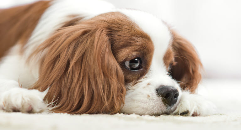 En hund med nedsatt allmäntillstånd kan exempelvis var trött.