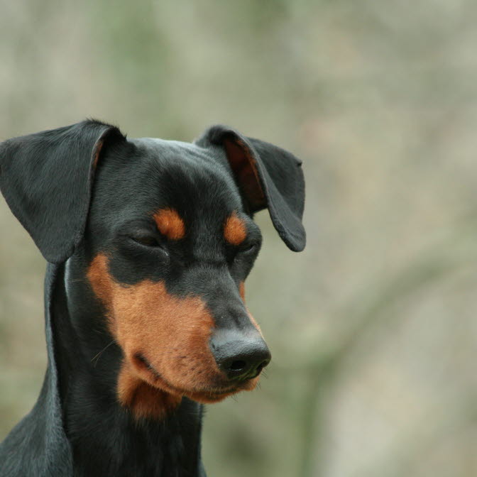 Om Kräkning inom området Hund - Agria Djurförsäkring