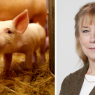 Ett kollage med en griskulting till vänster och ett porträtt av professor Magdalena Jacobson till höger.