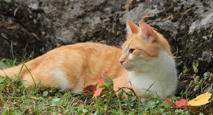 hur mycket äter en katt hur mycket äter en katt