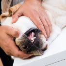 Veterinär undersöker hundens mun.