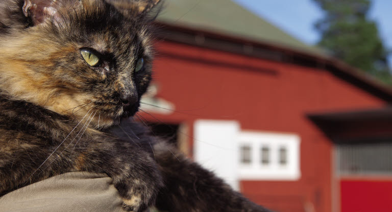 Ta hand om stallkatten