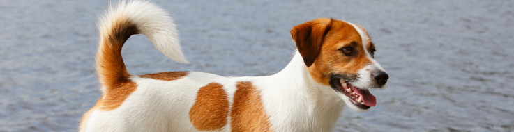 Jack russell på brygga.