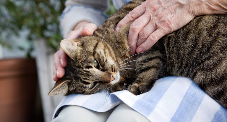 Känn igenom din katt regelbundet för att upptäcka tumörer. 