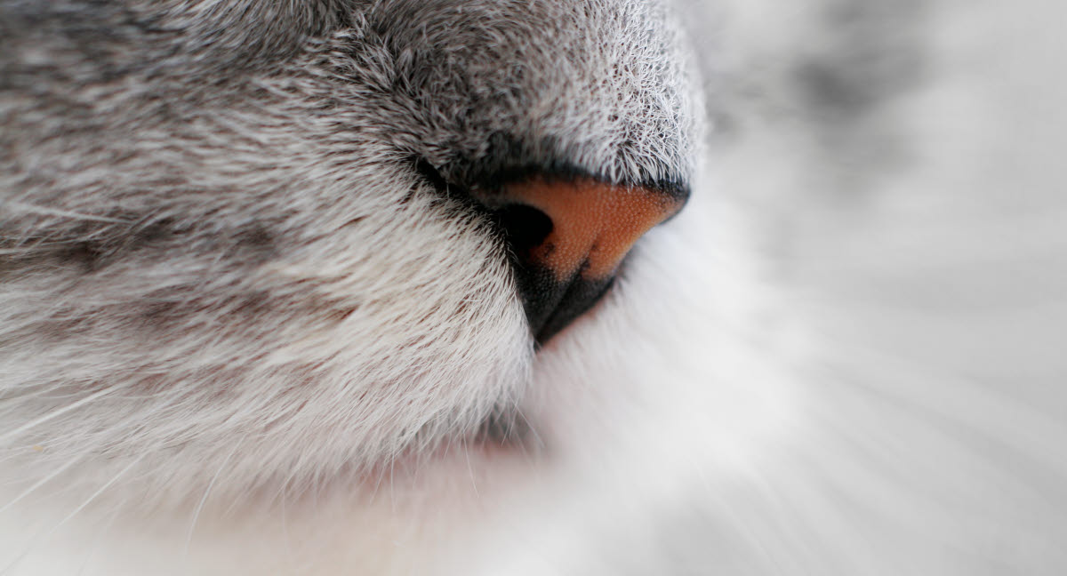 sjukdomar kattens mun - Agria Djurförsäkring