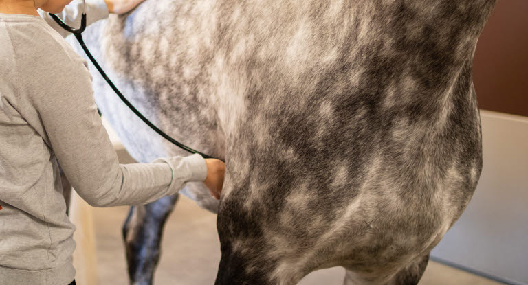 Veterinär undersöker häst.