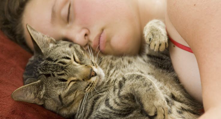 katter som sover katter som sover