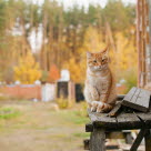 Hemlös katt på jakt efter ett nytt hem.