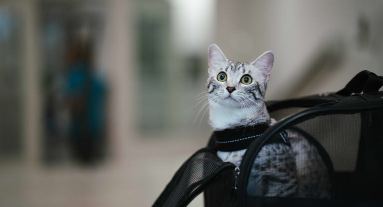 Katt som reser med Agria Reseförsäkring.