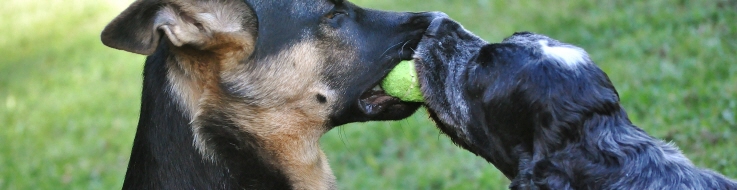 Aktivering på hund, två hundar leker med tennisboll.