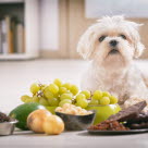 Vindruvor och russin kan orsaka akut njursvikt hos hund.