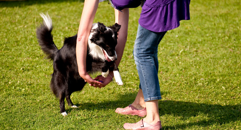 Testa en rolig hundsport med din hund