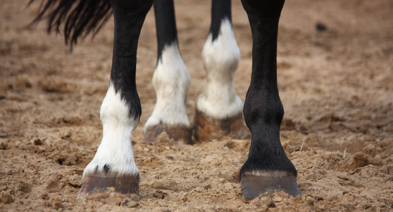 Hältor vanligaste orsaken att hästar besöker veterinären.