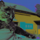 Ta hand om stallkatten