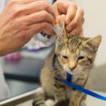 Katt med öroninflammation får behandling av veterinären.