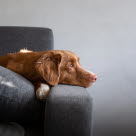 Armbågledsdysplasi hos hund