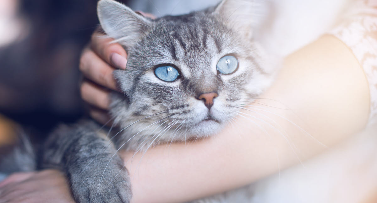 tyktflydende bøn Beskrive Öroninflammation (otit externa) hos katt - Agria Djurförsäkring