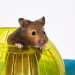 Hamster behöver aktivering, här i form av en aktiveringsboll.