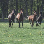 Hopphästar i Brösarps backar