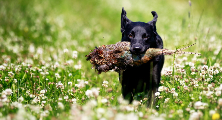 Labrador apporterar fasan över blomsteräng.