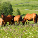 Hästar på sommarbete, tänk på det här.