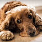 Hund som kräks eller har diarré kan bli trött.