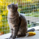 Kattsäkra din balkong genom att näta in den. 