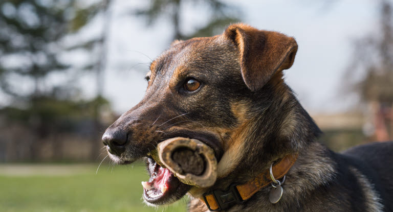 Tuggben för hunden