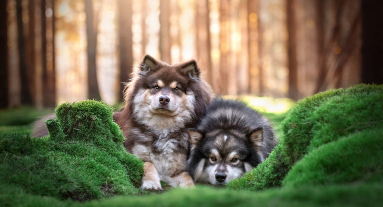 Två finska lapphundar i skogen.