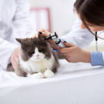 Katt blir undersökt i öronen av veterinär.