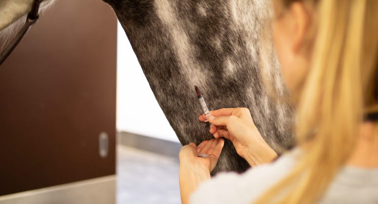 Veterinär ger häst vaccin