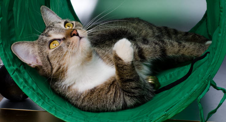 katt ont i svansen katt ont i svansen