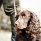 Jakt springerspaniel.