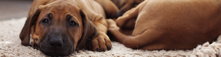 Hund som blivit förgiftad ligger ner och mår dåligt.