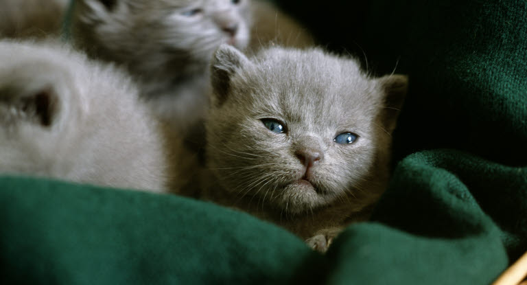 kattunge med diarre kattunge med diarre
