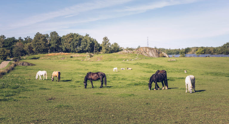 Hästar i hage