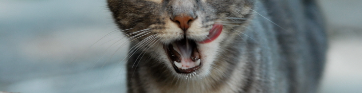 Kattens tänder.