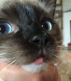 Katt med svullen underläpp.