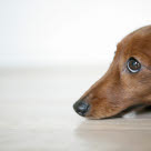 Hund som blivit smittad av lungmask får ofta hosta och flöde från nos.