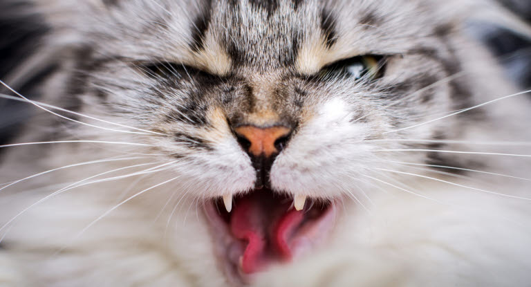 En arg katt kan leda till kattslagsmål 