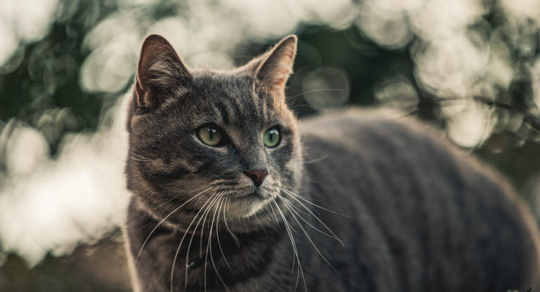 Hornhinnesår hos katt upptäcks ofta genom att katten verkar irriterad i ögat