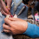 Vid en grundlig tandundersökning under narkos avlägsnar veterinären tandstenen och kontrollerar om tandfickor finns.