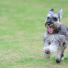 Dvärgschnauzer är en av de som lever allra längst