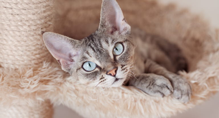 En Devon Rex kattunge.