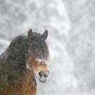 Häst ute på vintern
